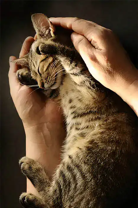 Two hands hugging a kitten