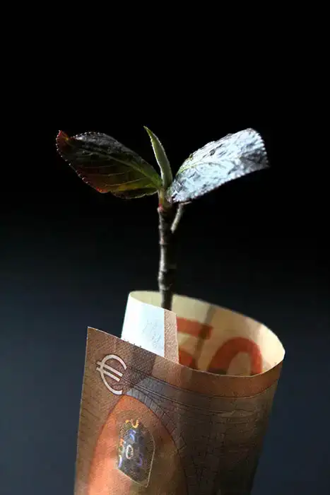 Growing plant wrapped in a 50 euro banknote